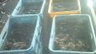 白鳥公園で白鳥見られました