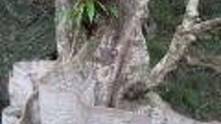 東村指定天然記念物