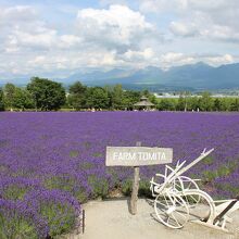 ファーム富田のラベンダー畑