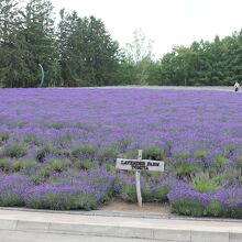ファーム富田のラベンダー畑