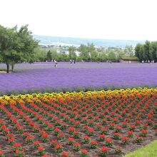ファーム富田の花畑