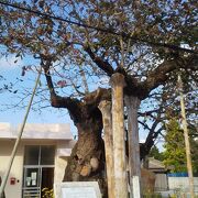 沖縄県の天然記念木