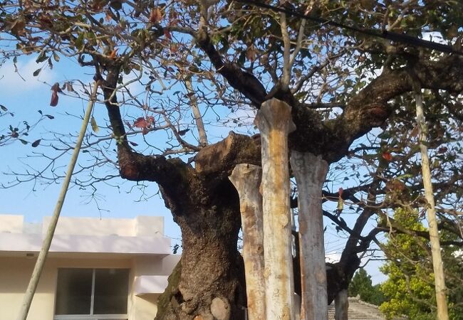 沖縄県の天然記念木