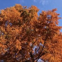 紅葉がきれい