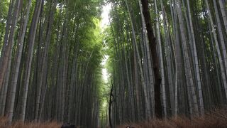 覆いかぶさってくるような竹の群れ