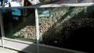 建物と貝塚がみられます