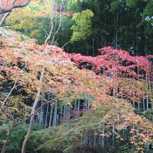 竹林と紅葉