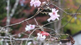秋咲き桜＋紅葉