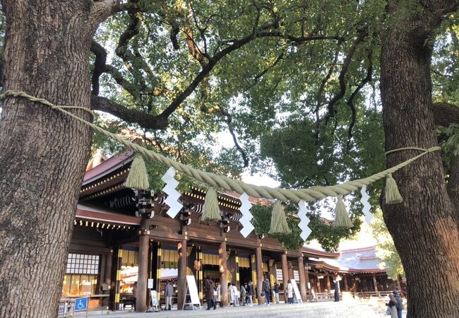 明治神宮 夫婦楠 クチコミ アクセス 営業時間 原宿 フォートラベル