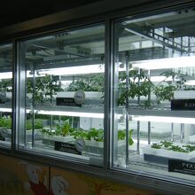 植物がたくさん