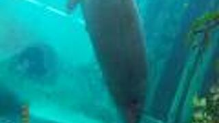 マナティーをじっくり見られる