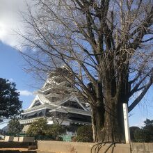 この清正公の銀杏の木の下でお話聞けました