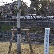 開館30周年リニューアル記念の石碑と木