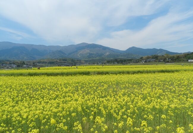 奈義町 菜の花 クチコミ アクセス 営業時間 美作 湯郷温泉 フォートラベル
