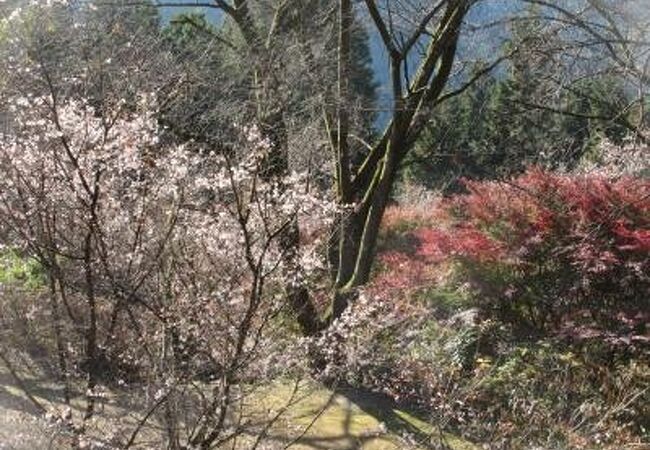 神流湖を見晴らす冬桜と紅葉の競演が見られました