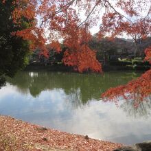 紅葉が見られます