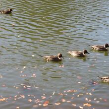 鴨がいます