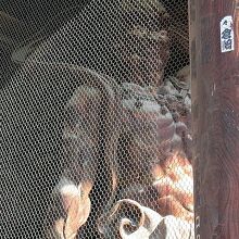 浮かび上がった血管が朝日を浴びて迫力を増していました