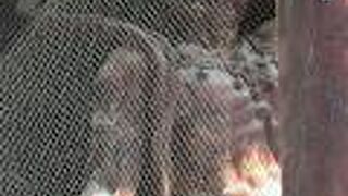 登録有形文化財の門