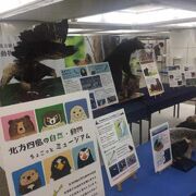 北方領土の展示