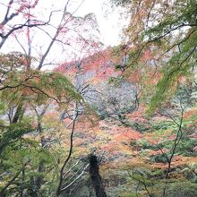 途中の紅葉