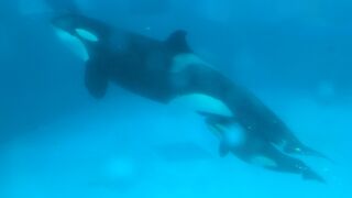 シャチのショーが見ました