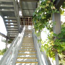 将来的には緑で覆い尽くされるんでしょう～