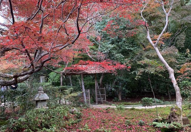 紅葉の時期だけ公開