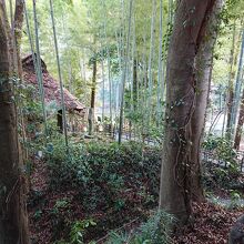 秋川方面の竹林