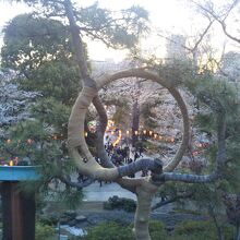 月の松からの眺め