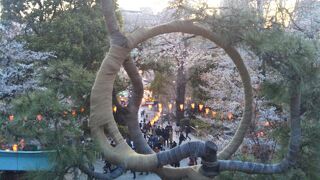 寛永寺清水観音堂の「月の松」