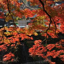 仁王門周辺の紅葉も美しい