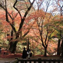このエリアは紅葉の大木が多い