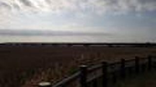 稲敷大橋近くの湿原