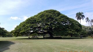 日立の木が沢山ある