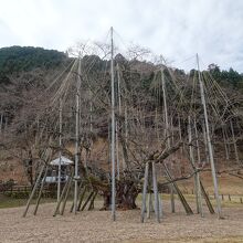 淡墨桜 