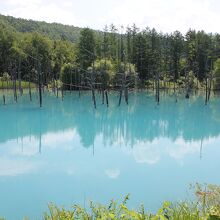北海道の有名観光地になった「青い池」