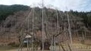 日本三大巨桜の一つ （根尾谷淡墨桜）