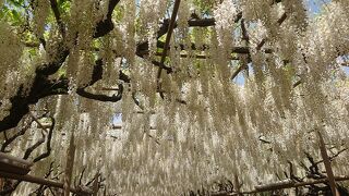 様々な種類の藤