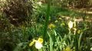 水仙のような花