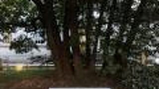 江戸時代からある木