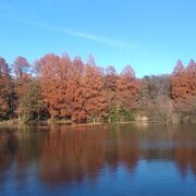 紅葉シーズンの石神井公園