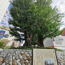 水戸の大銀杏 