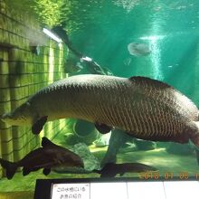 水槽の巨大魚