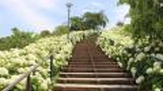 あじさいがきれいでした