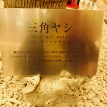 何々「三角ヤシ」とな～