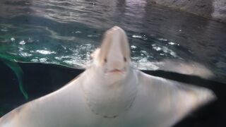 身体を綺麗にしてくれる水族館