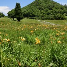 ゲレンデに咲くニッコウキスゲ