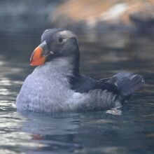 珍しい海の鳥エトピリカ