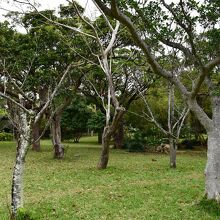 園内の木立
